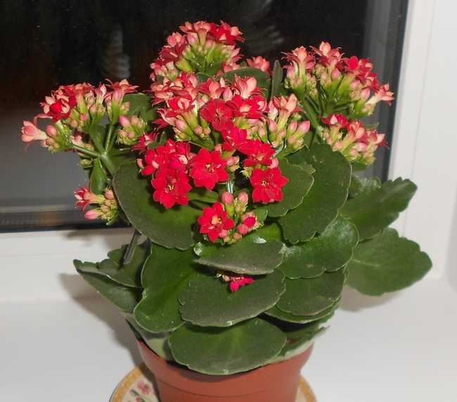 Размножение каланхоэ: простые способы и секреты успешной разведки