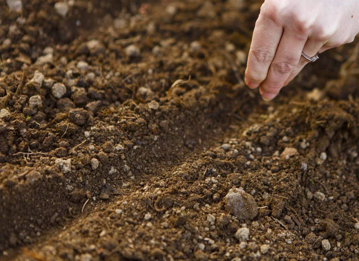 Посадка свеклы семенами в открытый грунт