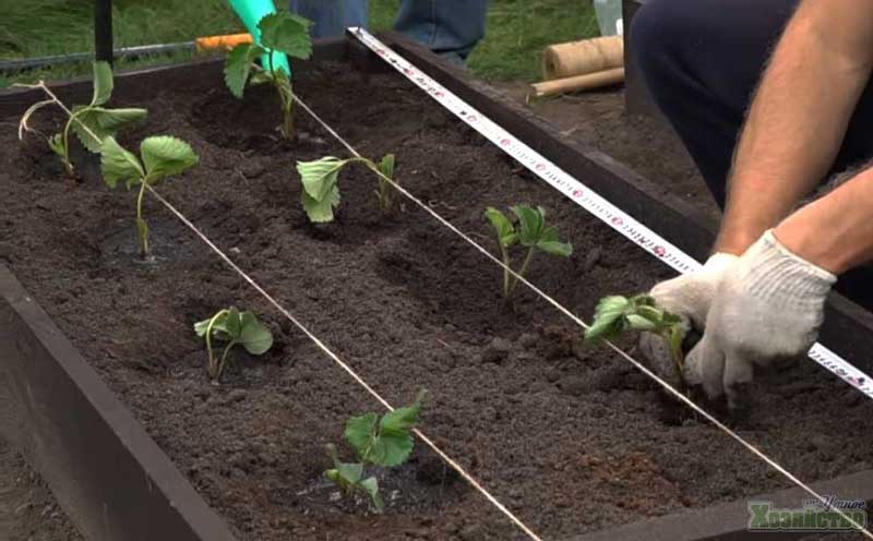 Правила посадки клубники осенью