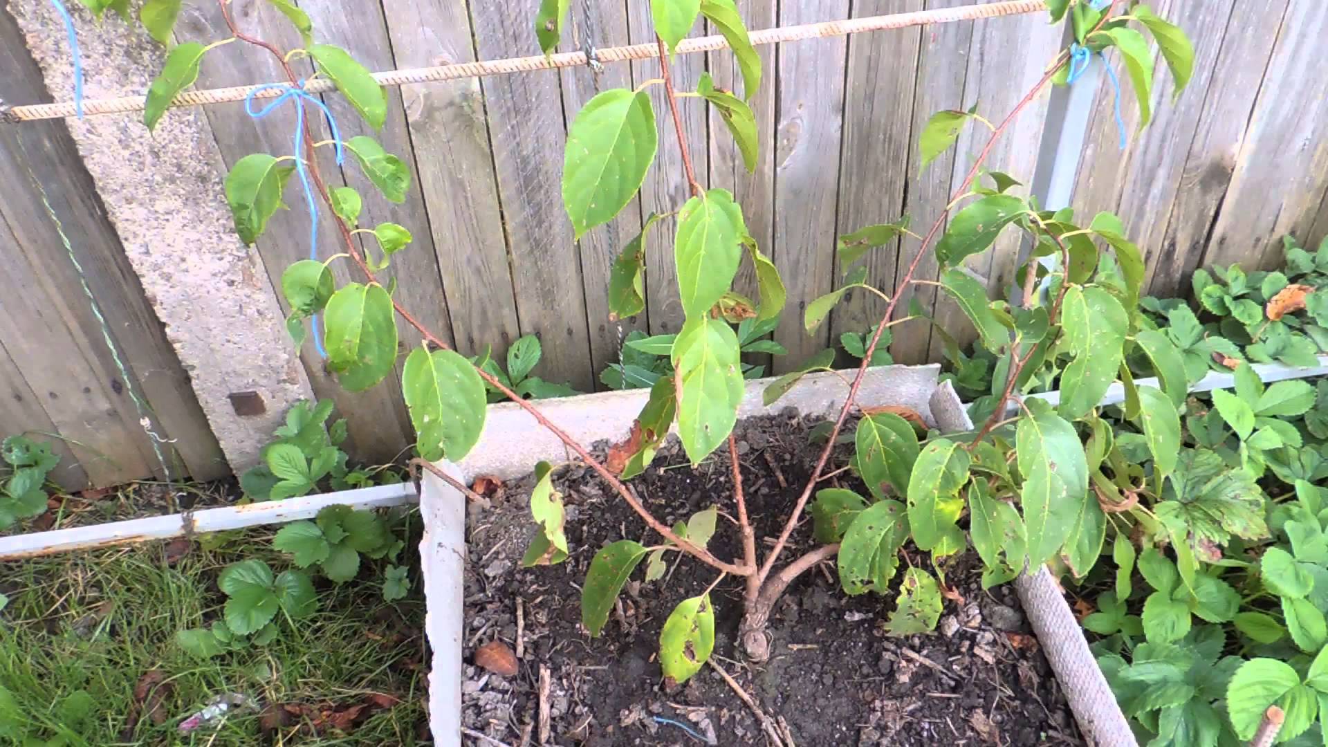 Посадка и уход за актинидией