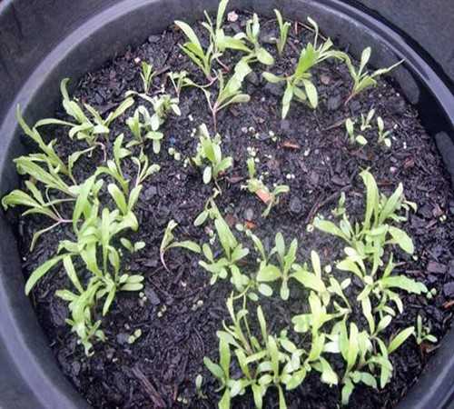 Выращивание маттиолы двурогой