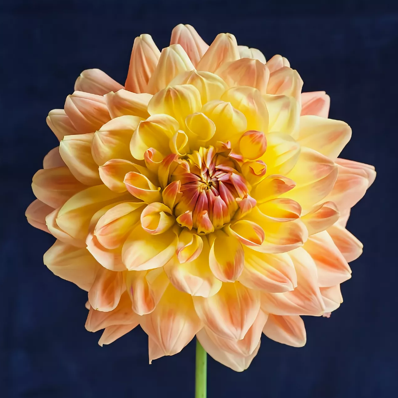 Посадка георгинов весной: красота, разнообразие и легкость ухода