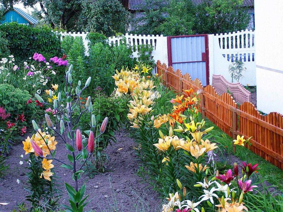 Посадка лилий весной: секреты успешного цветоводства