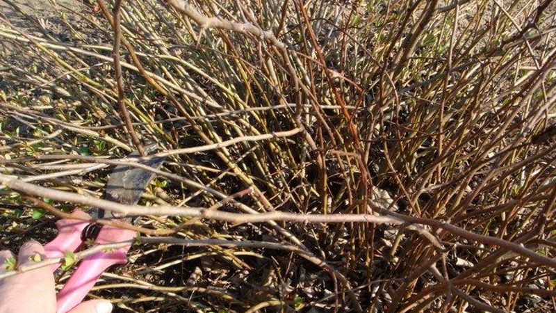 Уход и выращивание айвы японской в саду