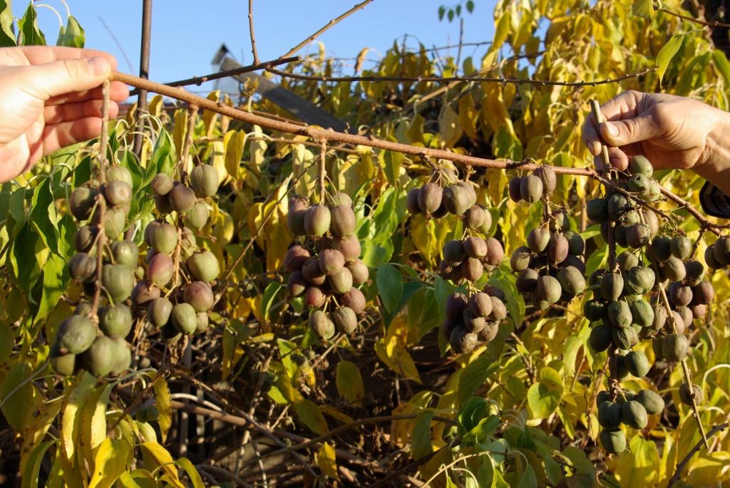 Посадка и уход за актинидией