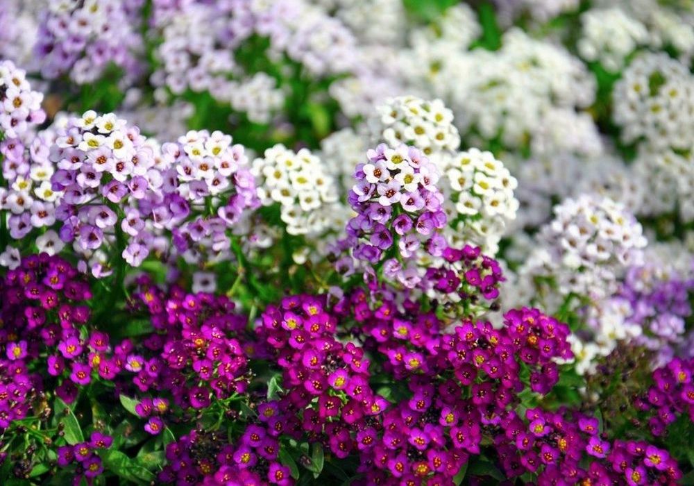 Алиссум - посадка и уход