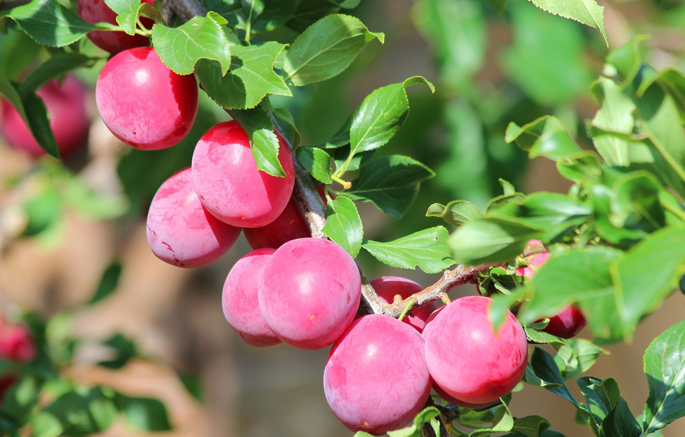 Алыча в вашем саду: прелести выращивания и ухода