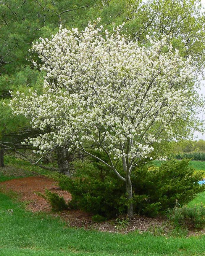 Ирга канадская: ароматный и полезный садовый кустарник
