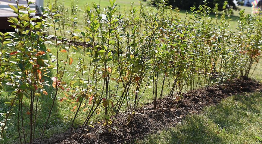 Выращивание шиповника