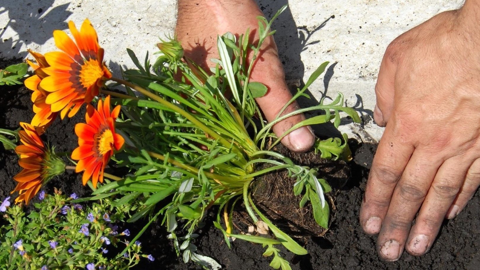 Садовая гербера: посадка и уход