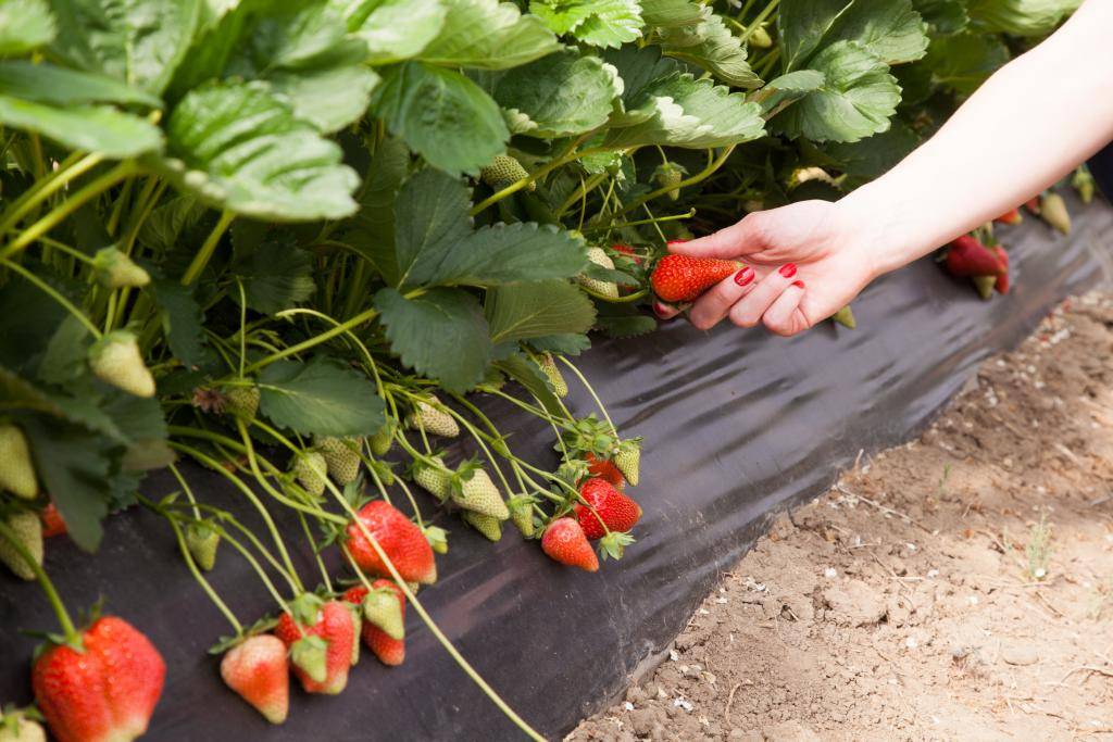 Правила посадки клубники осенью