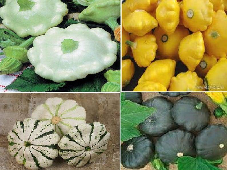 Выращивание патиссонов: простой способ получить урожай этого изысканного овоща