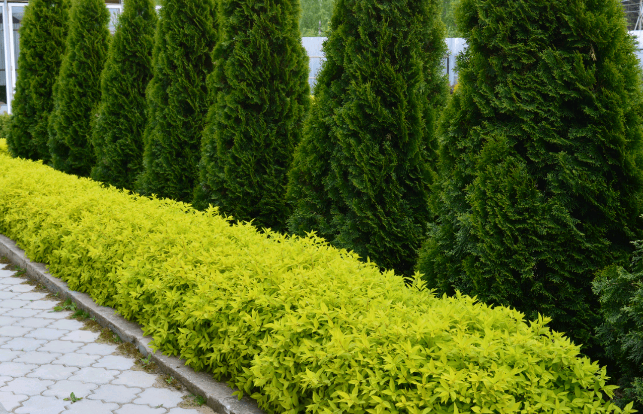 Создание живой изгороди на даче