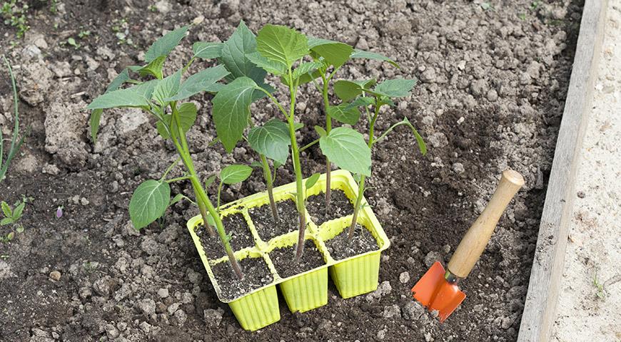 Выращивание декоративного физалиса