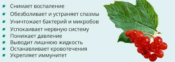 Чем полезна калина обыкновенная?