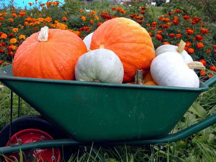 Посадка тыквы семенами: все, что нужно знать