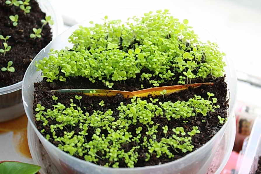 Выращивание лобелии из семян: секреты успешного процесса