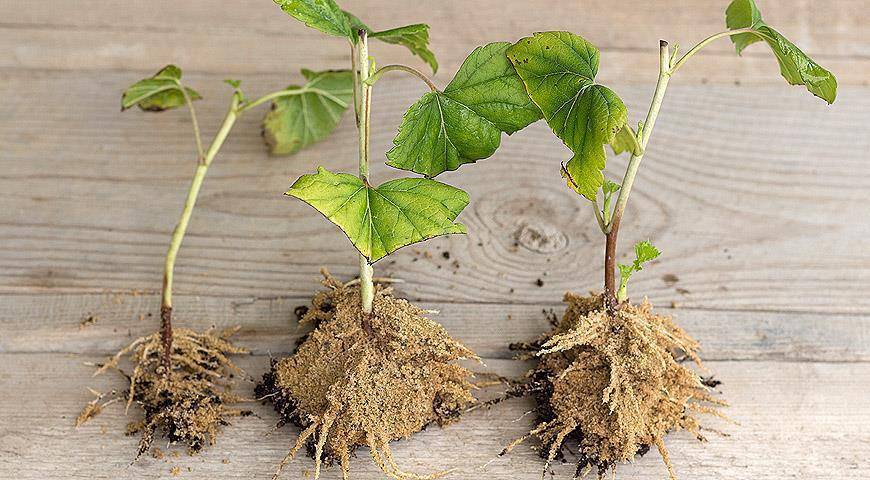 Размножение черной смородины черенкованием