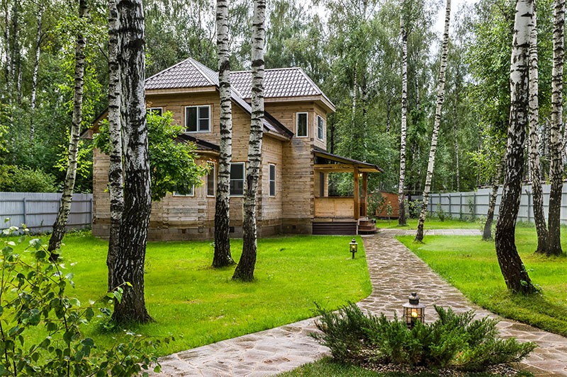 Лесные березы на дачном участке