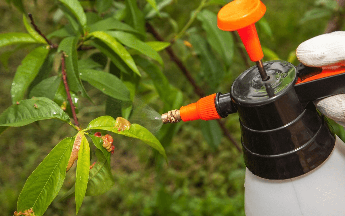 Выращивание и уход за персиком