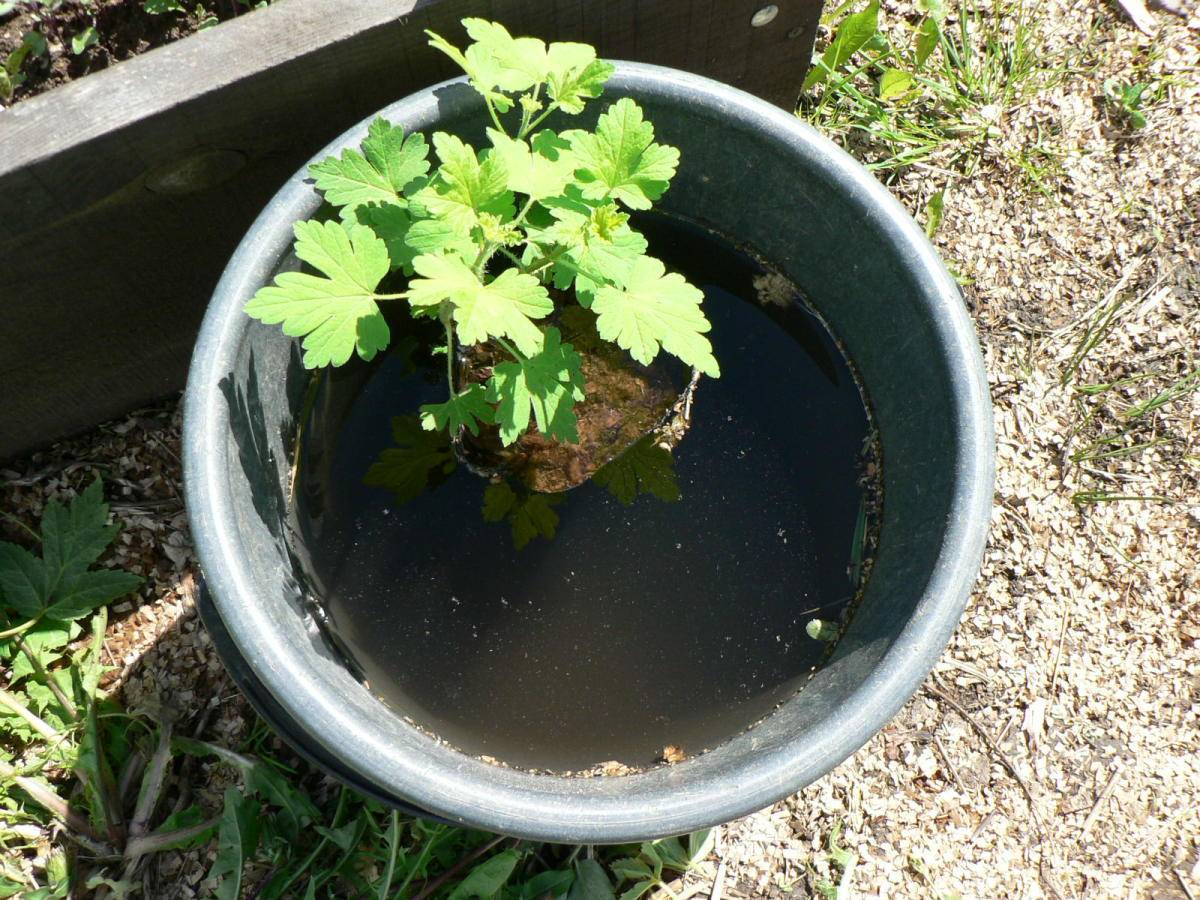 Посадка крыжовника весной