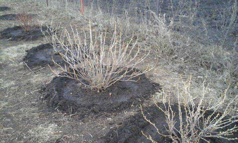 Как правильно посадить крыжовник осенью