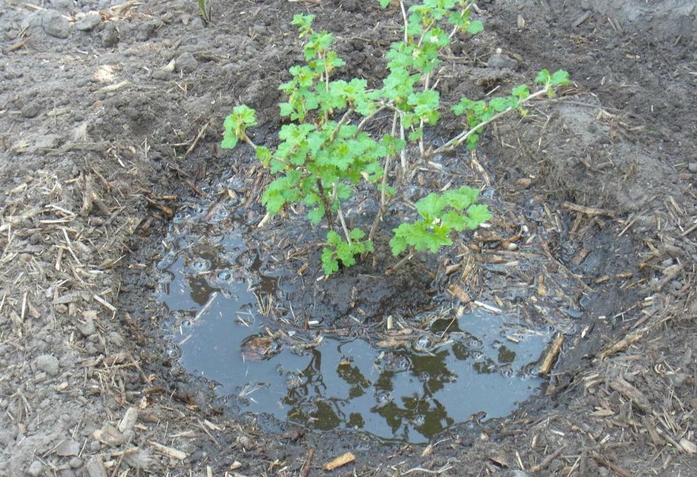 Посадка крыжовника весной