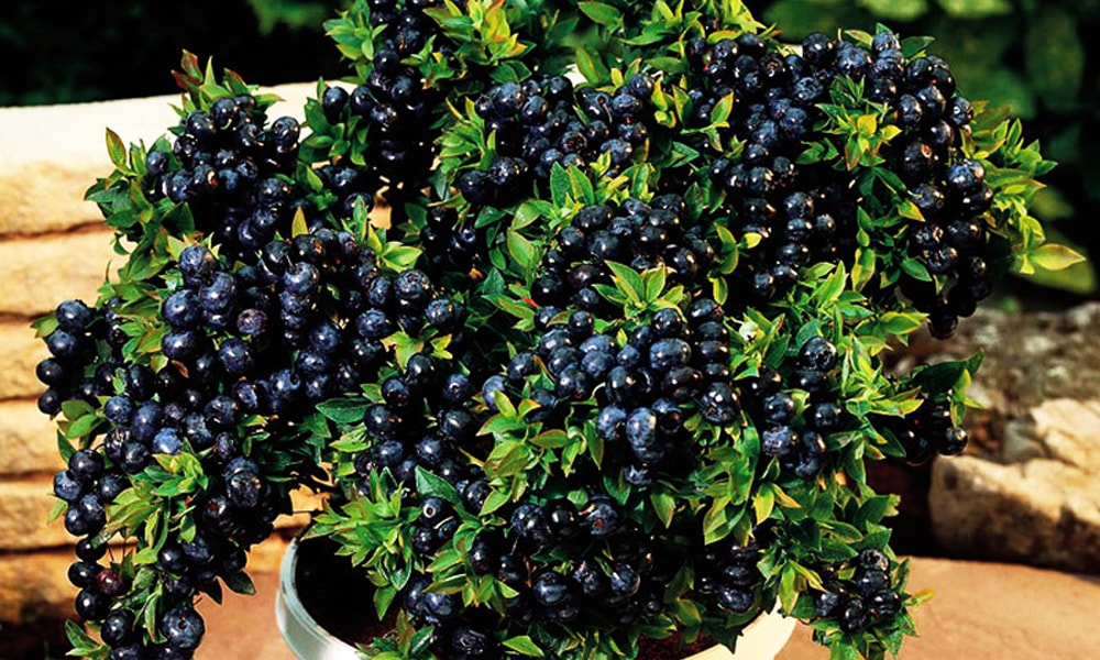 Посадка и уход за садовой черникой: советы и рекомендации