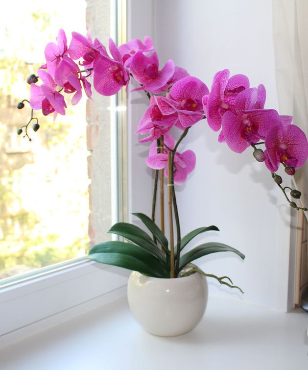 Как вырастить фаленопсис в домашних условиях