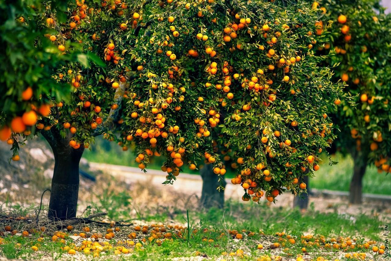 Где и как растут мандарины