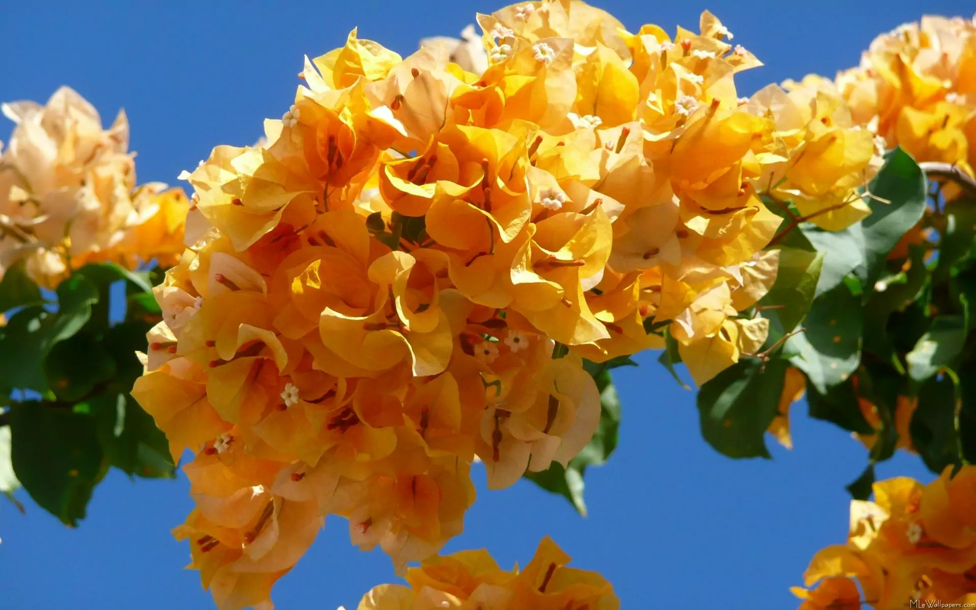 Бугенвиллия: красивое растение в вашем саду и на подоконнике