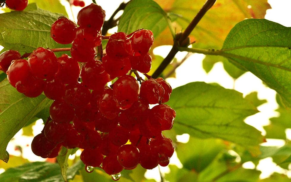 Чем полезна калина обыкновенная?