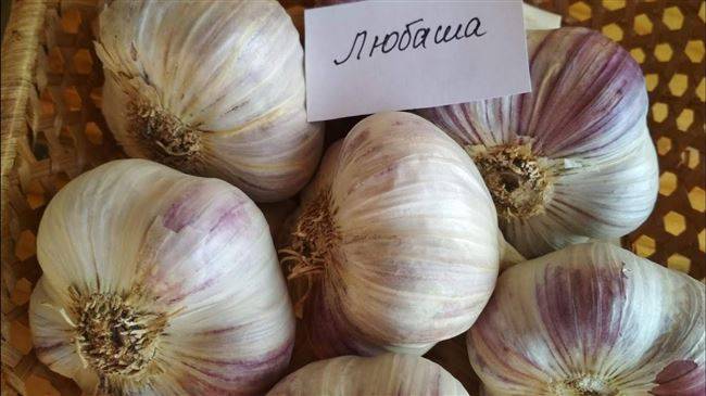 Выращивание ярового чеснока: от посадки до уборки урожая