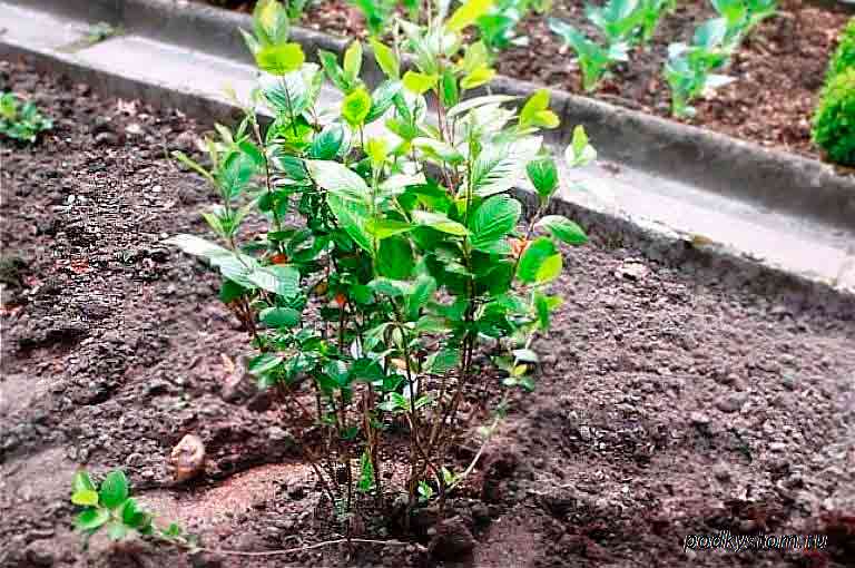 Выращивание черноплодной рябины (аронии)