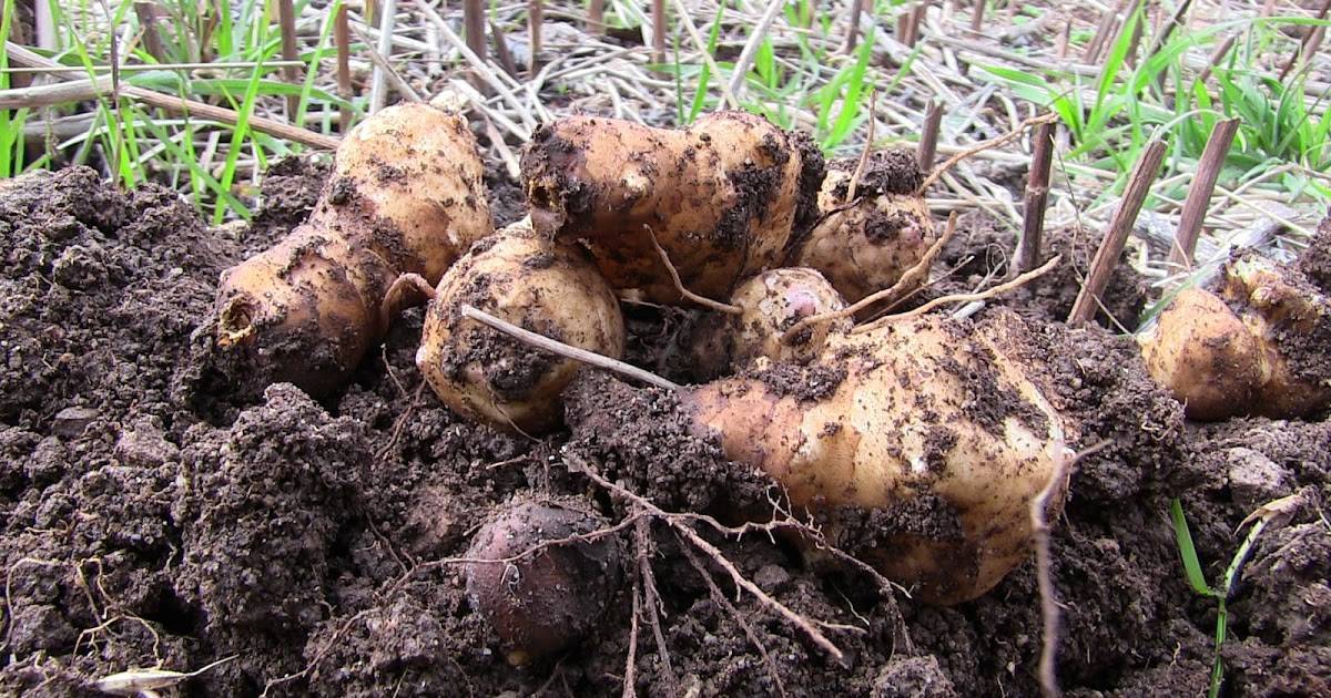 Выращивание топинамбура: посадка и уход
