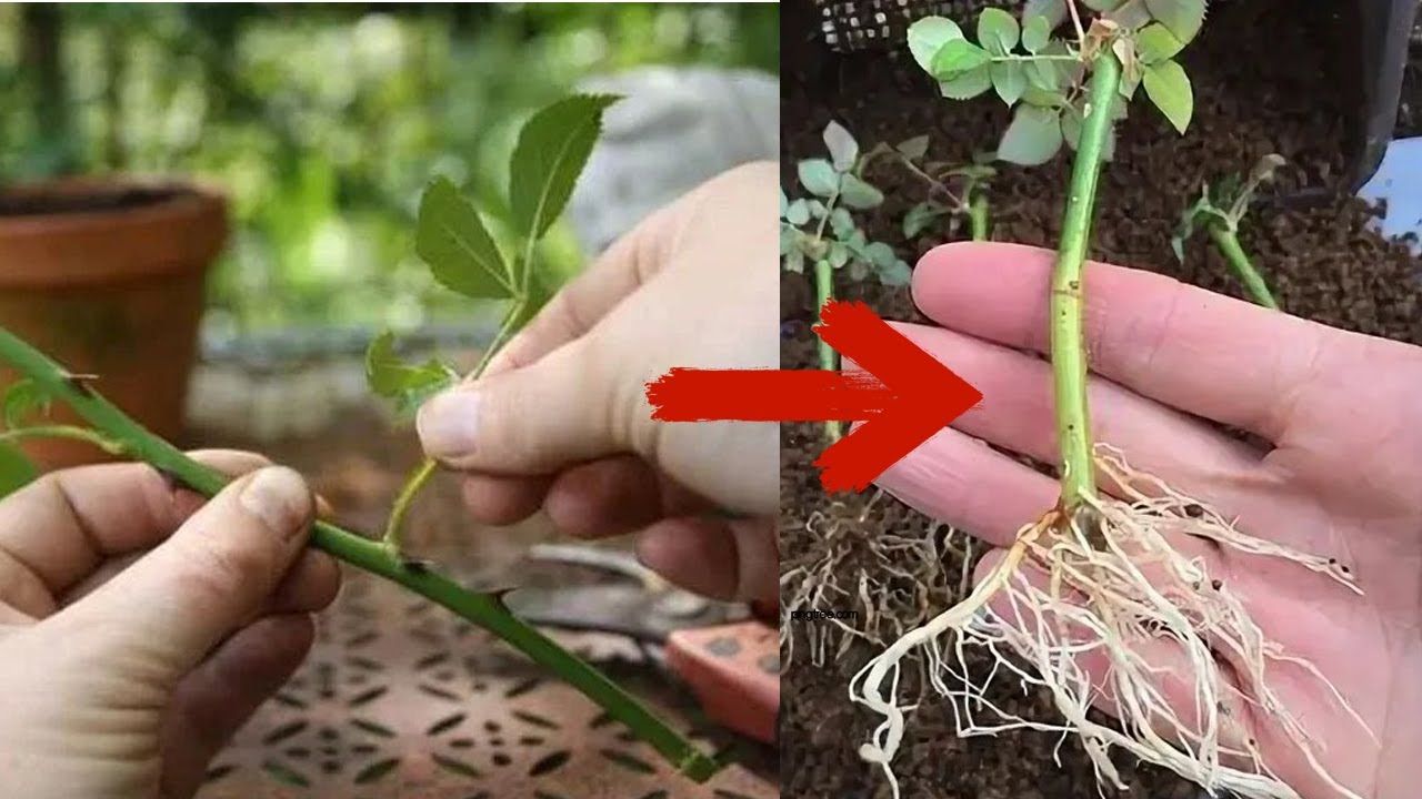 Способы выращивания розы из черенка