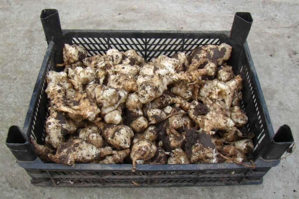 Выращивание топинамбура: посадка и уход