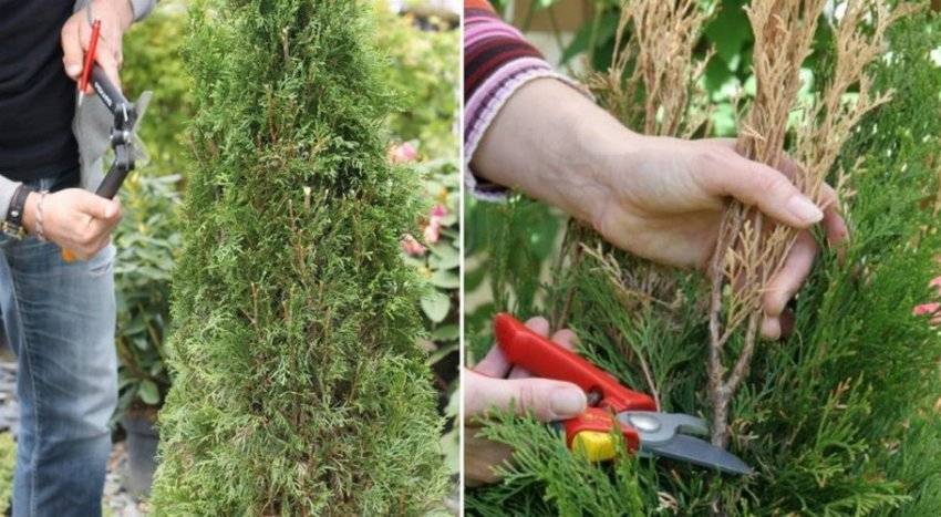 Почему туя желтеет? Причины и способы устранения