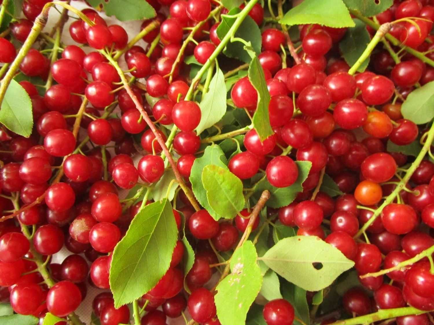 Выращивание и уход за черёмухой красной