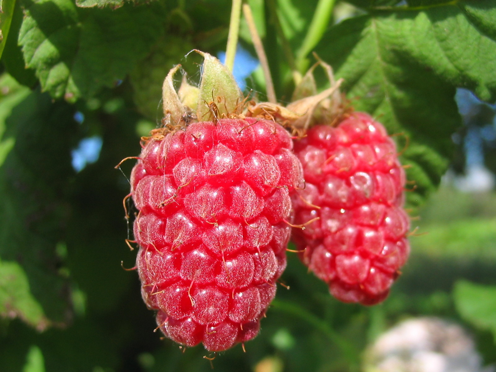 Выращивание и уход за ремонтантной малиной