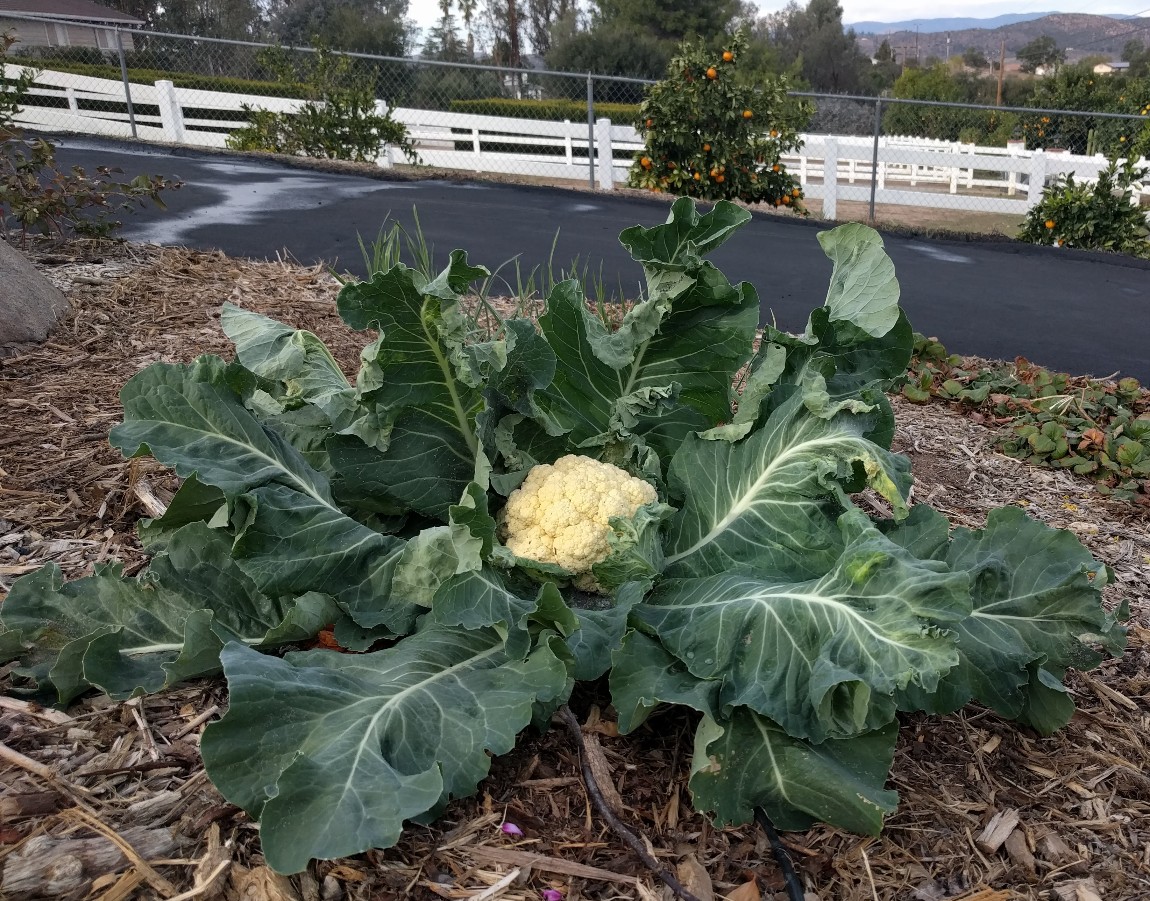 Выращивание цветной капусты: секреты успеха