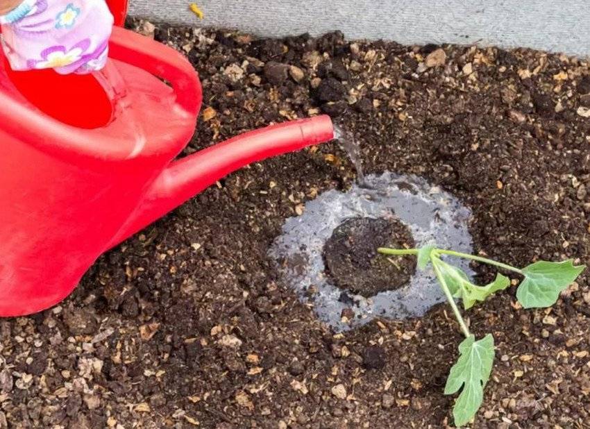 Как сажать арбуз в открытый грунт рассадой