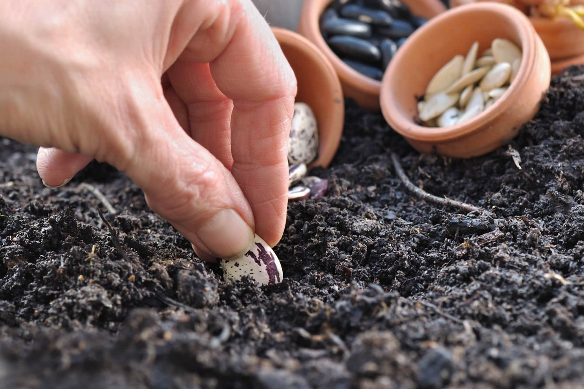 Как правильно посадить фасоль