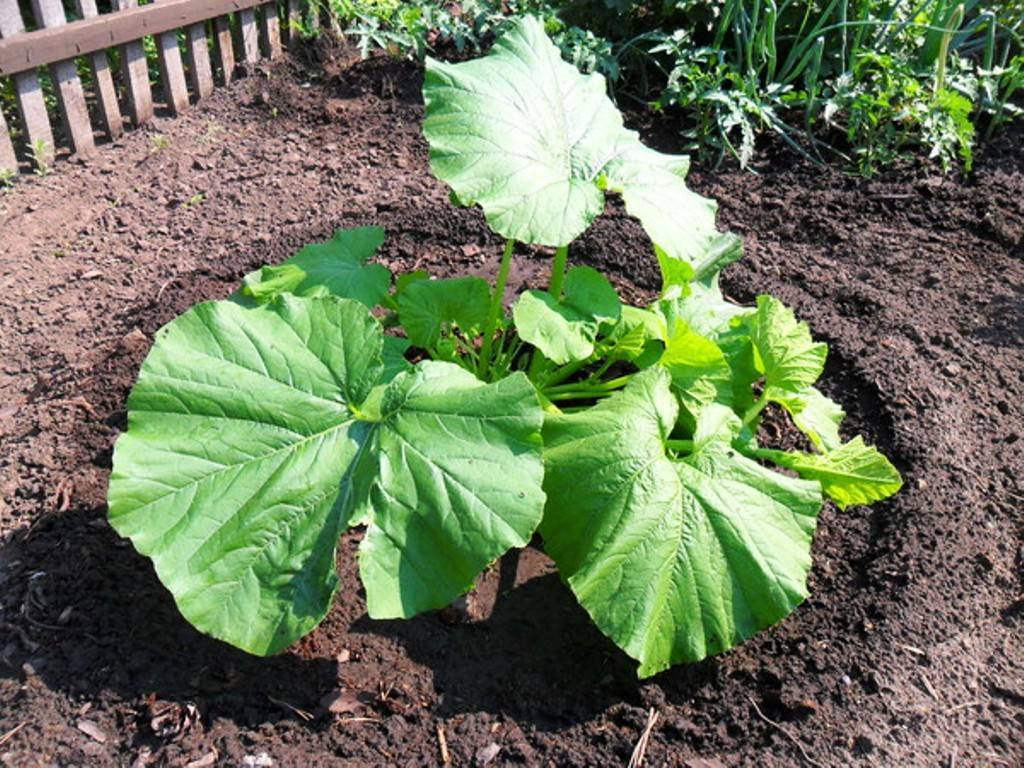 Выращивание патиссонов: простой способ получить урожай этого изысканного овоща