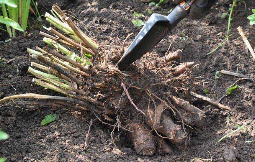 Правильная пересадка пионов: секреты успешной пересадки и ухода за растениями