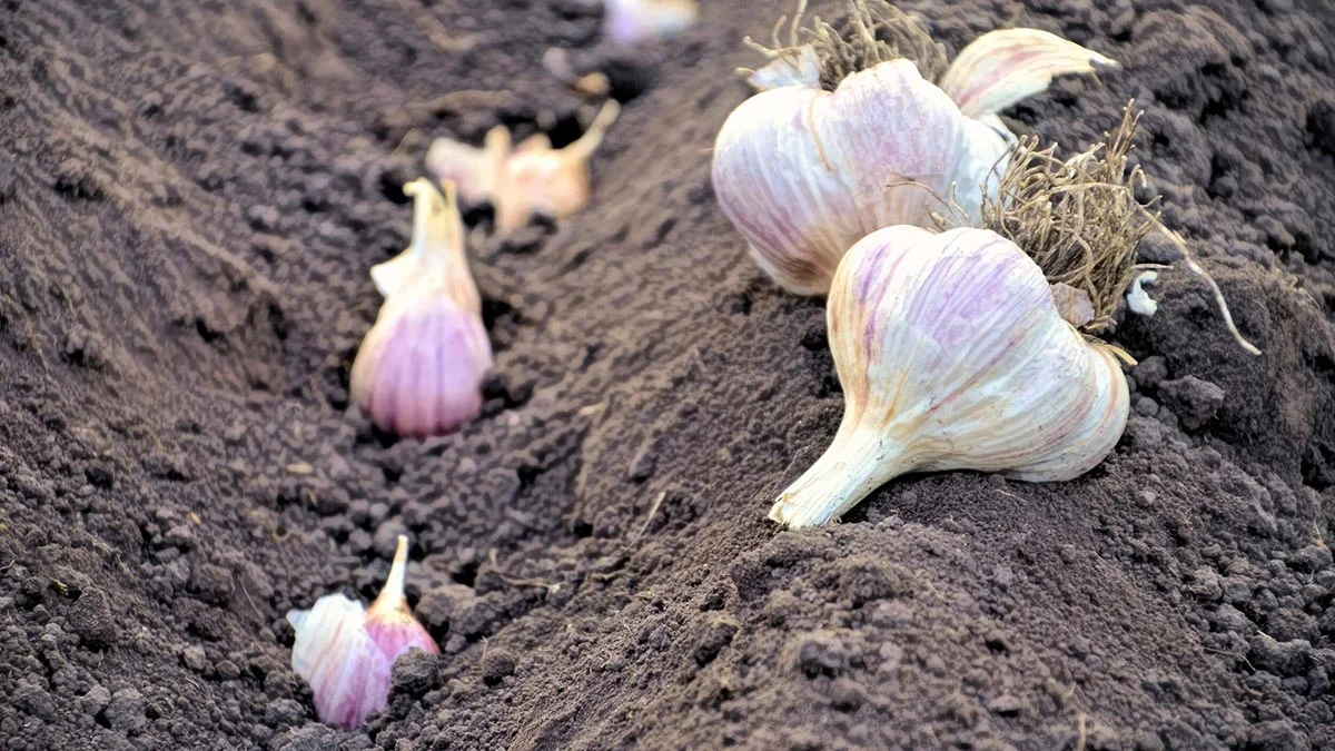 Правила выращивания чеснока