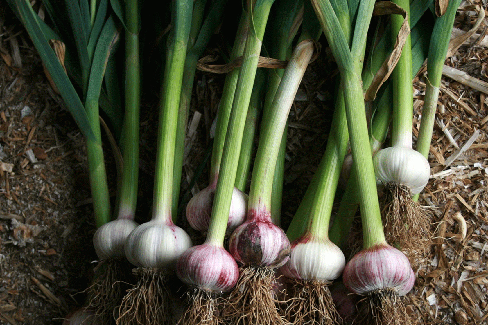 Чем подкормить чеснок?