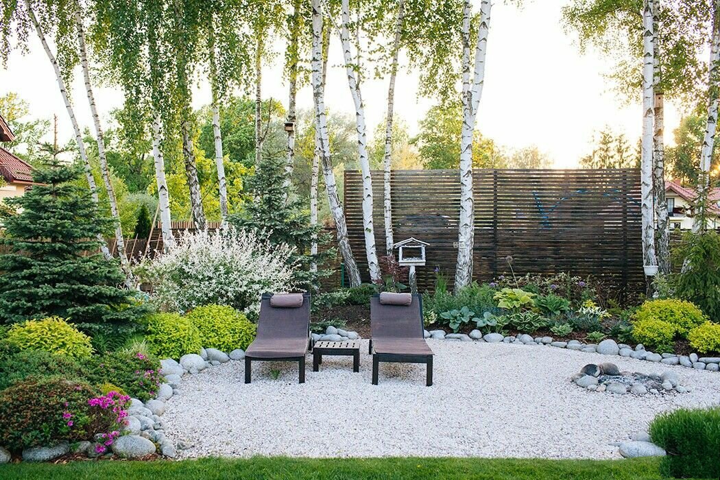 Лесные березы на дачном участке