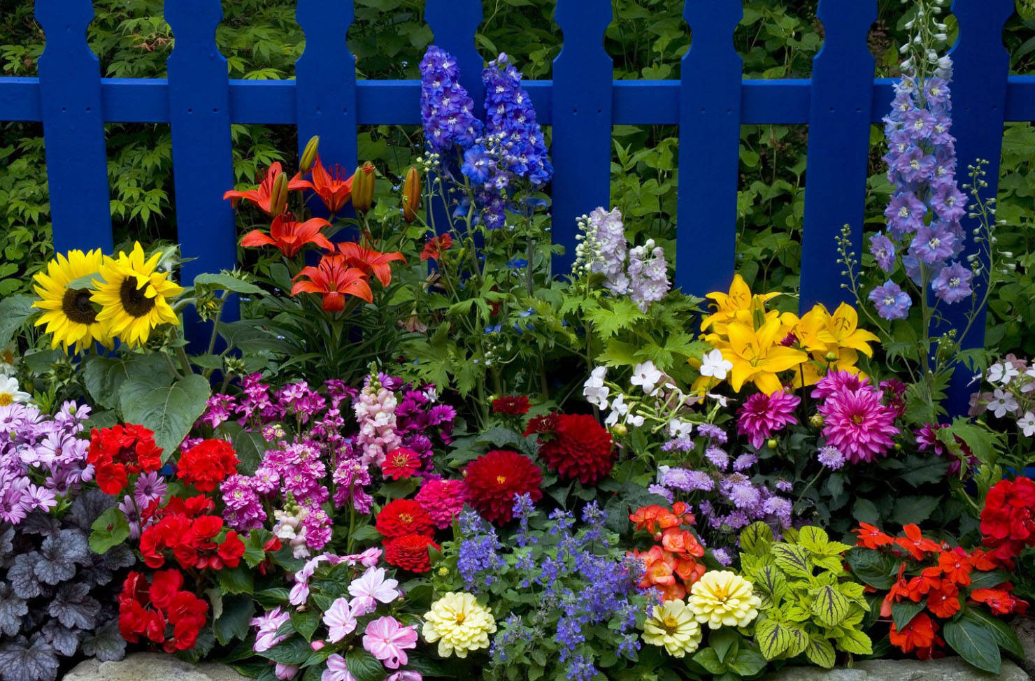 Оформление палисадника: создание красивого уголка природы