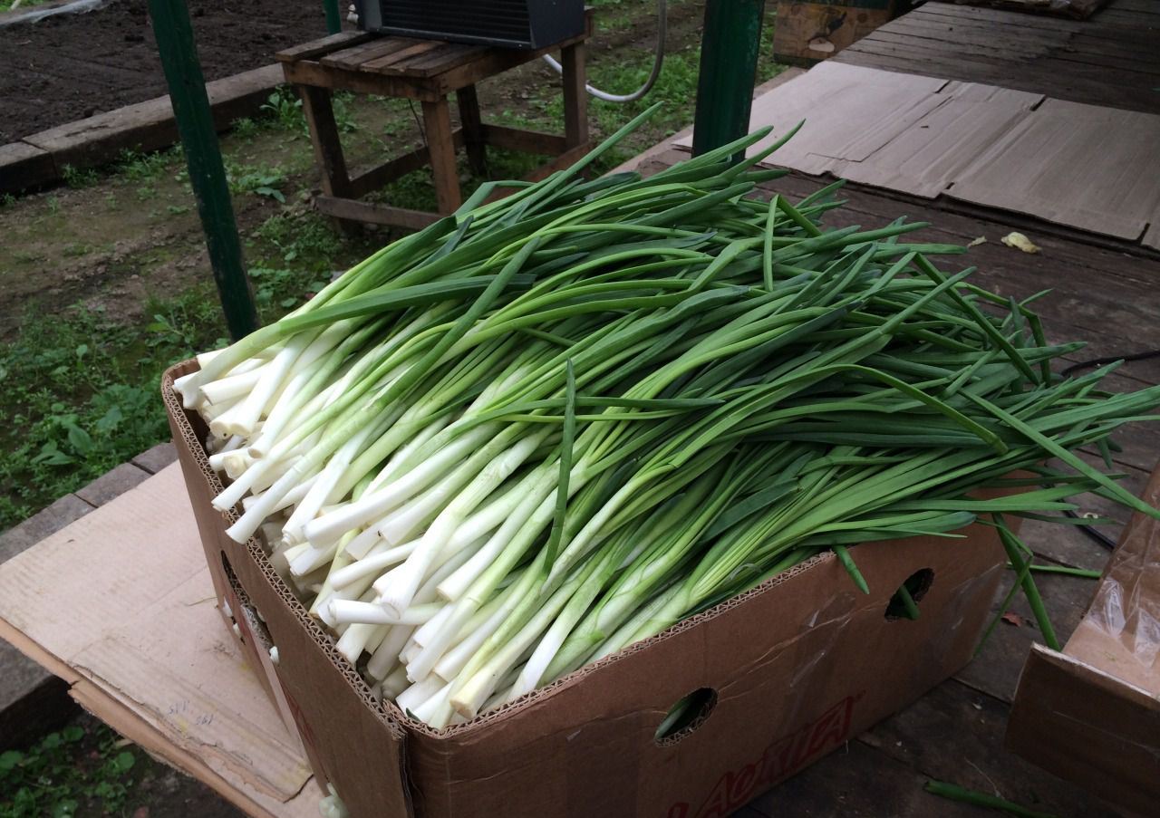 Выращиваем лук на зелень